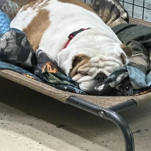 An adult medium-sized female Brown / Chocolate English Bulldog dog named Jelly Roll for adoption in Midlothian, VA