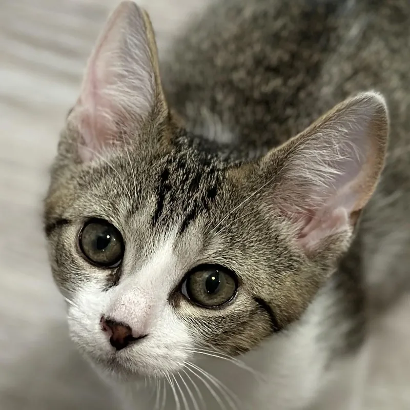 A baby medium-sized male Tabby (Brown / Chocolate) Domestic Short Hair cat named Tippy for adoption in Victor, NY