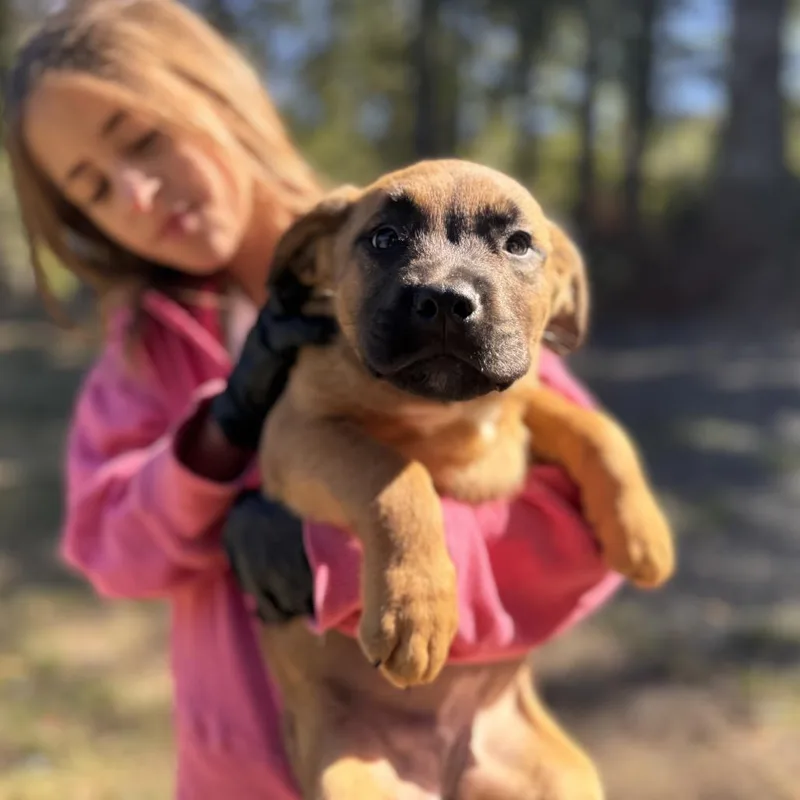 A baby large-sized female Mastiff dog named Rory for adoption in Tacoma, WA