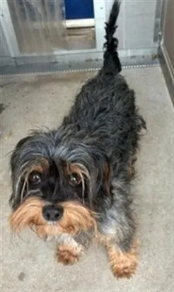 A young medium-sized male Norfolk Terrier dog named Tarzan for adoption in Albuquerque, NM