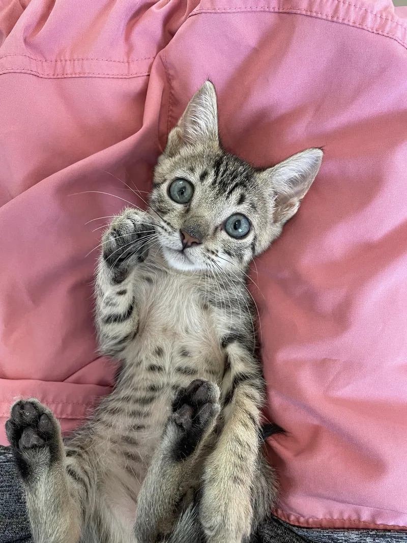 A baby small-sized male Domestic Short Hair cat named Eddie for adoption in EWA BEACH, HI