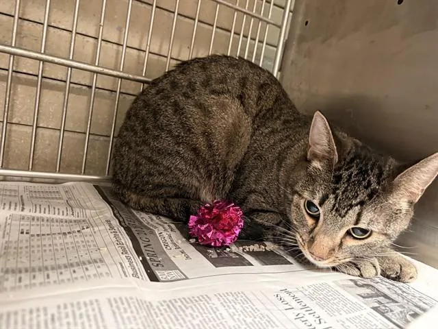 An adult medium-sized female Domestic Short Hair cat named Tabby for adoption in Baldwin Park, CA