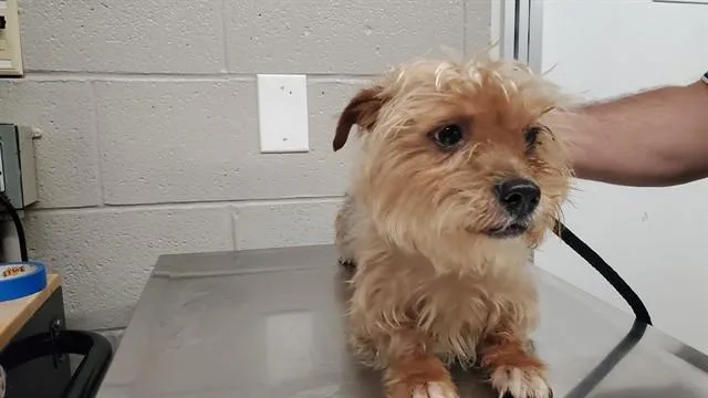 A young small-sized female Cairn Terrier dog named Paprika for adoption in Aurora, IL