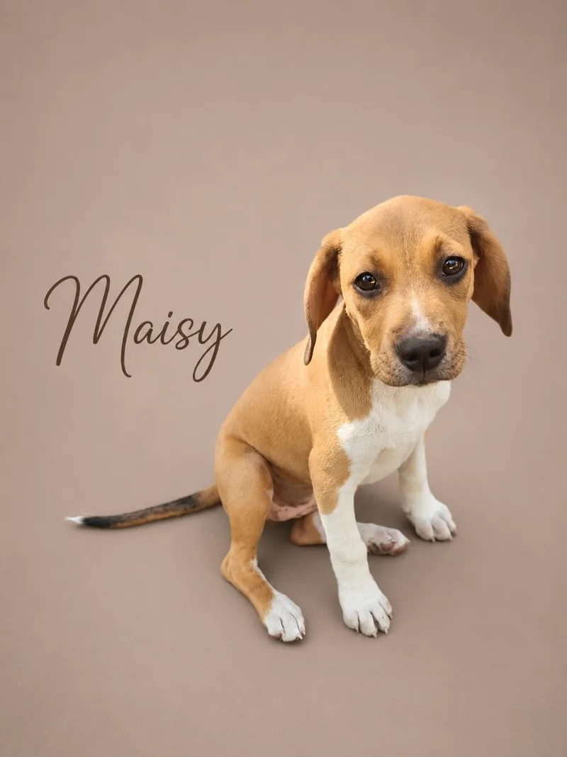 Maisy