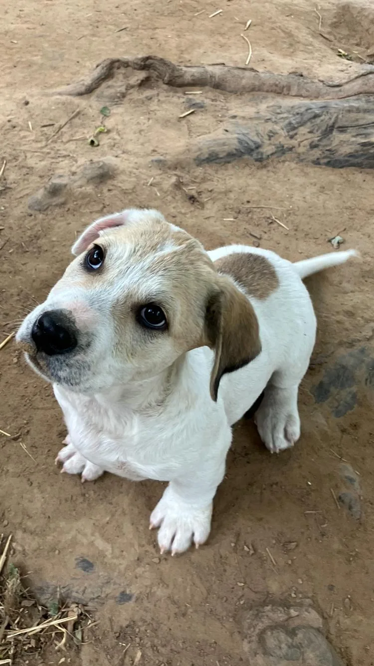 A baby small-sized male Apricot / Beige Basset Hound dog named Bodi for adoption in Muldrow, OK