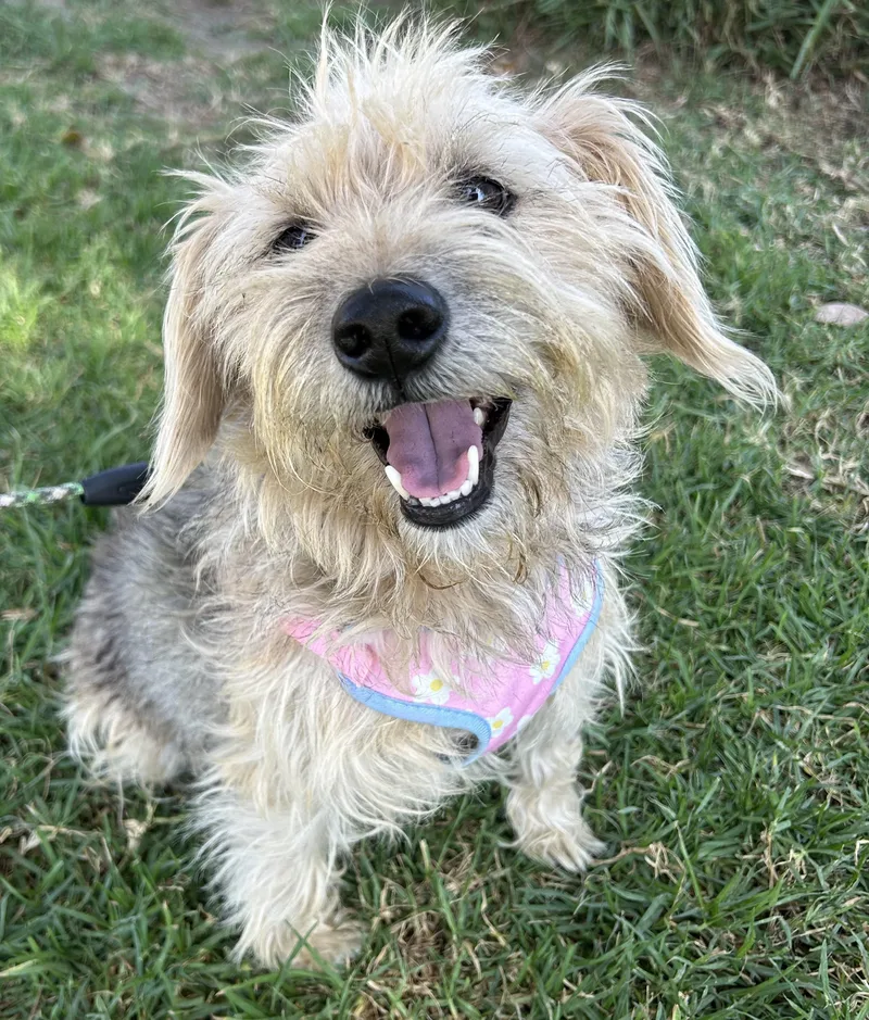 A young small-sized female Norfolk Terrier dog named Cindy for adoption in Bell Gardens, CA