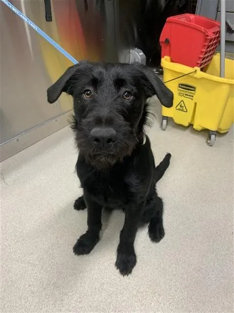 A baby large-sized female Airedale Terrier dog named Princess for adoption in Fairbanks, AK
