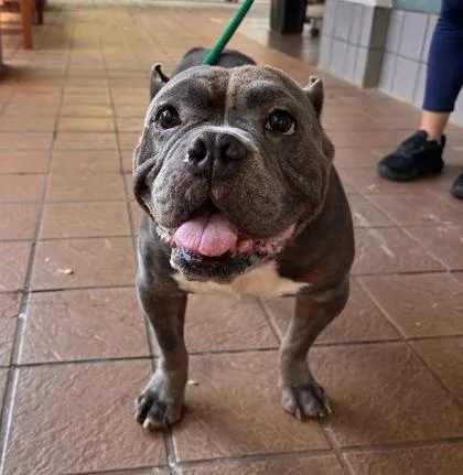 An adult small-sized male American Bulldog dog named Odysseus for adoption in Honolulu, HI