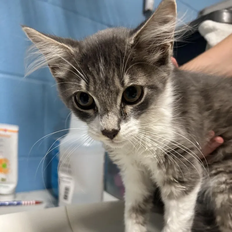 A baby small-sized male Gray / Blue / Silver Domestic Medium Hair cat named James for adoption in Newport, NC