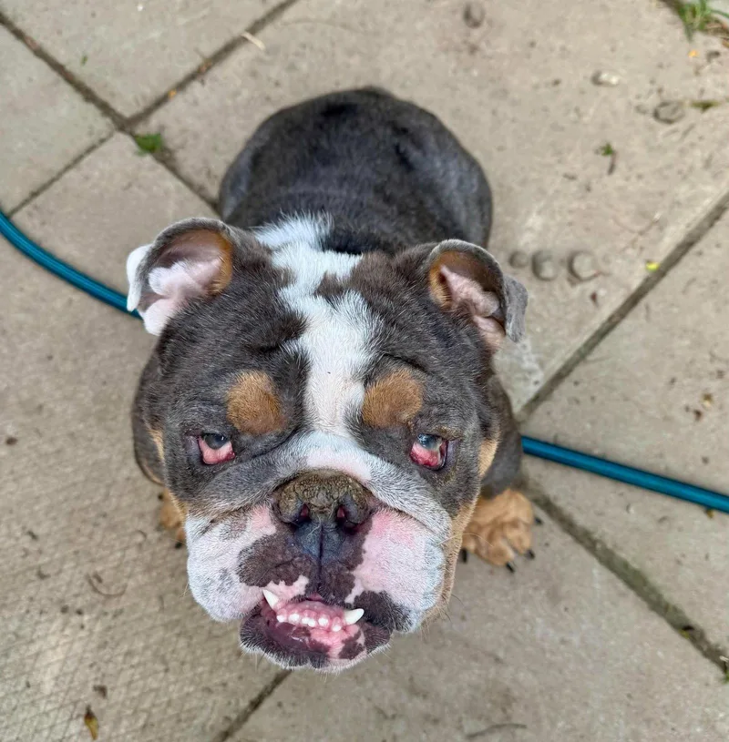 An adult medium-sized male English Bulldog dog named Stanley for adoption in Buffalo, NY