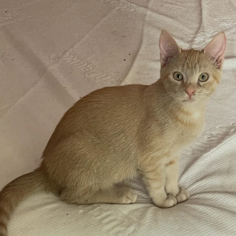 A baby small-sized female Domestic Short Hair cat named Chestnut for adoption in Tuscaloosa, AL