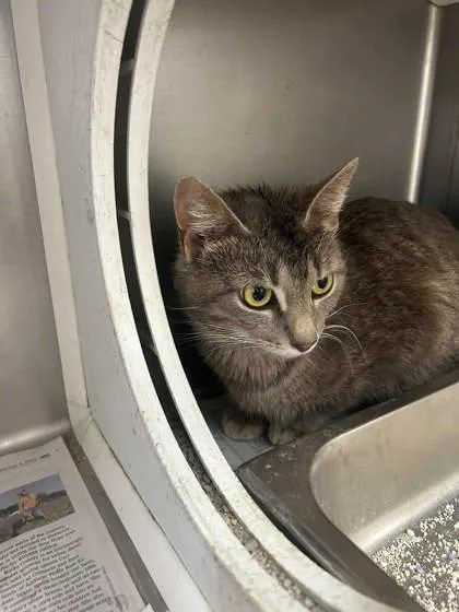 An adult medium-sized female Domestic Short Hair cat named Sue Lee for adoption in Sullivan, IN