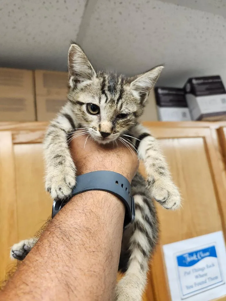 Peanut