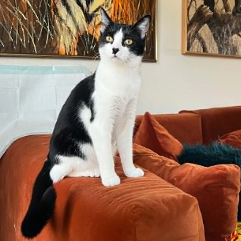 A young medium-sized female Black & White / Tuxedo Domestic Short Hair cat named Moochie for adoption in Royal Oak, MI