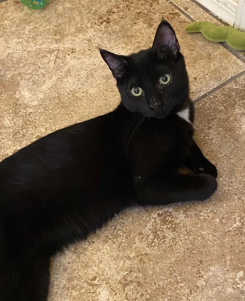 A baby medium-sized male Black Domestic Short Hair cat named Peter Spankoffski for adoption in tucson, AZ