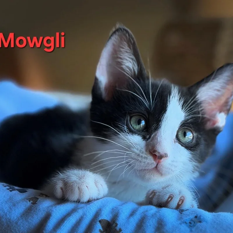 A baby medium-sized male Black & White / Tuxedo Tuxedo cat named Mowgli for adoption in SCOTTSDALE, AZ