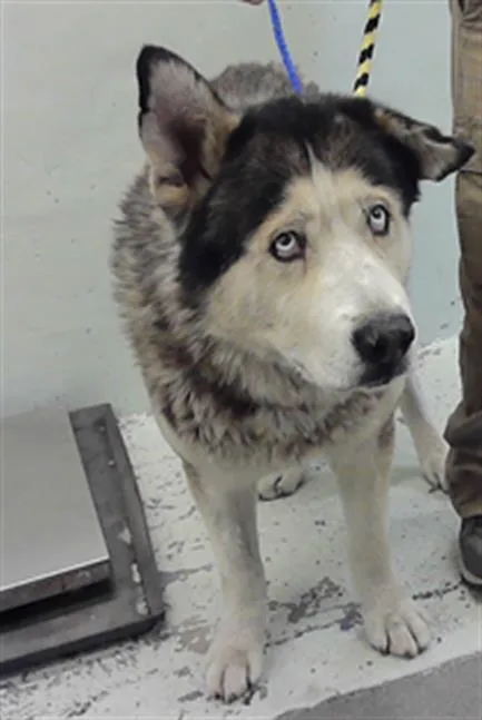 An adult large-sized male Siberian Husky dog named Gino for adoption in Houston, TX