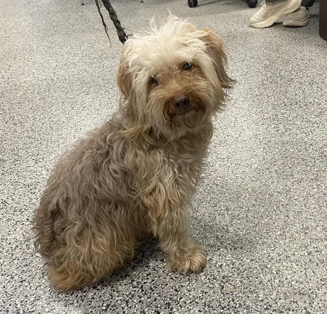 An adult small-sized male Mixed Breed dog named A for adoption in Palmetto, FL