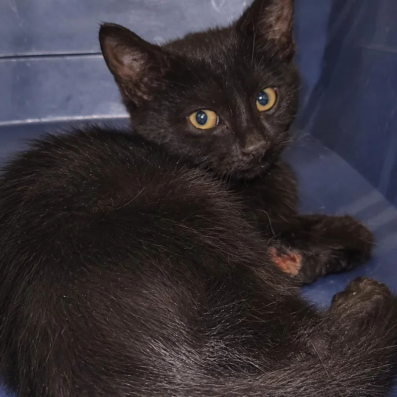 A baby small-sized male Black Domestic Short Hair cat named Billie for adoption in Brooklyn, NY