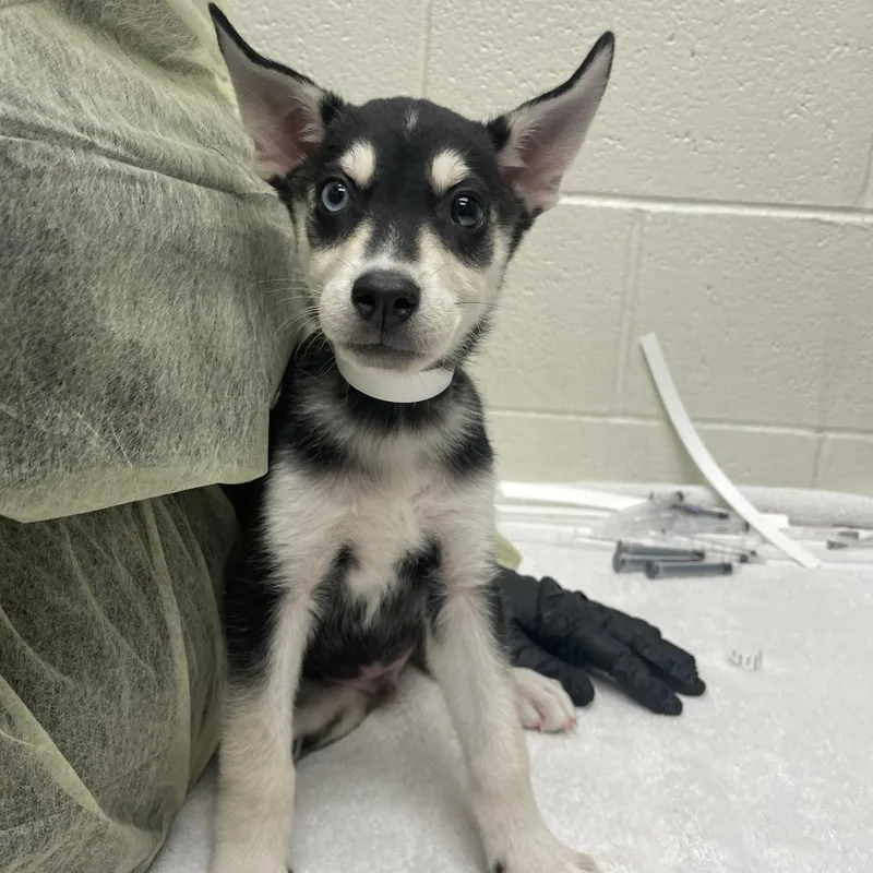 Astro