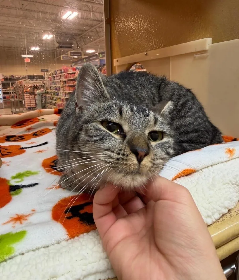 A young medium-sized male Domestic Short Hair cat named Fern for adoption in Reno, NV