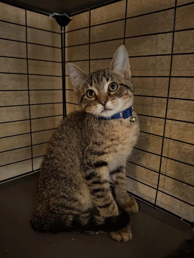 A baby small-sized male Domestic Short Hair cat named Beau R. for adoption in Peoria, IL