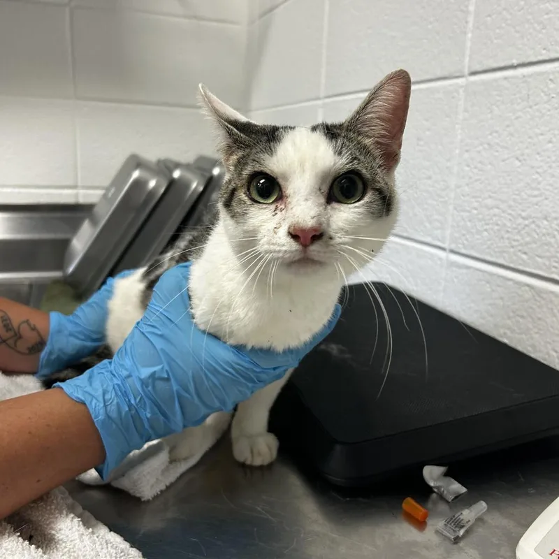 An adult small-sized male White Domestic Short Hair cat named Theodore for adoption in Spruce Pine, NC