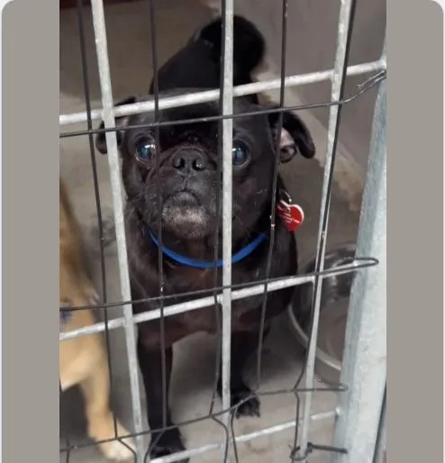 An adult medium-sized male Pug dog named Pepper CA for adoption in Hillside, IL