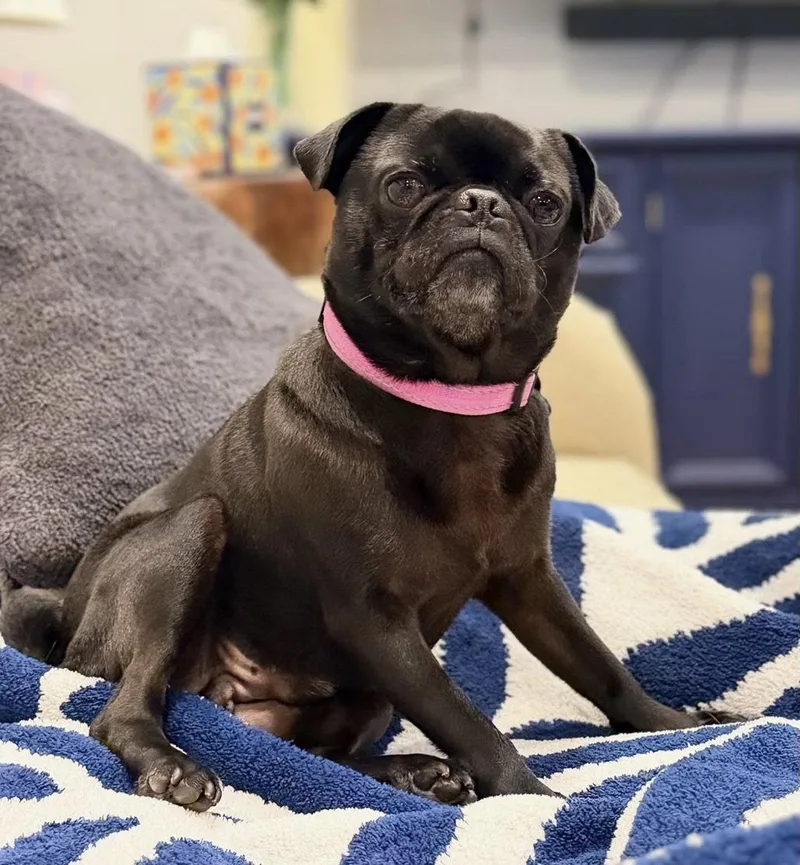 Pepper CA thumbnail 2