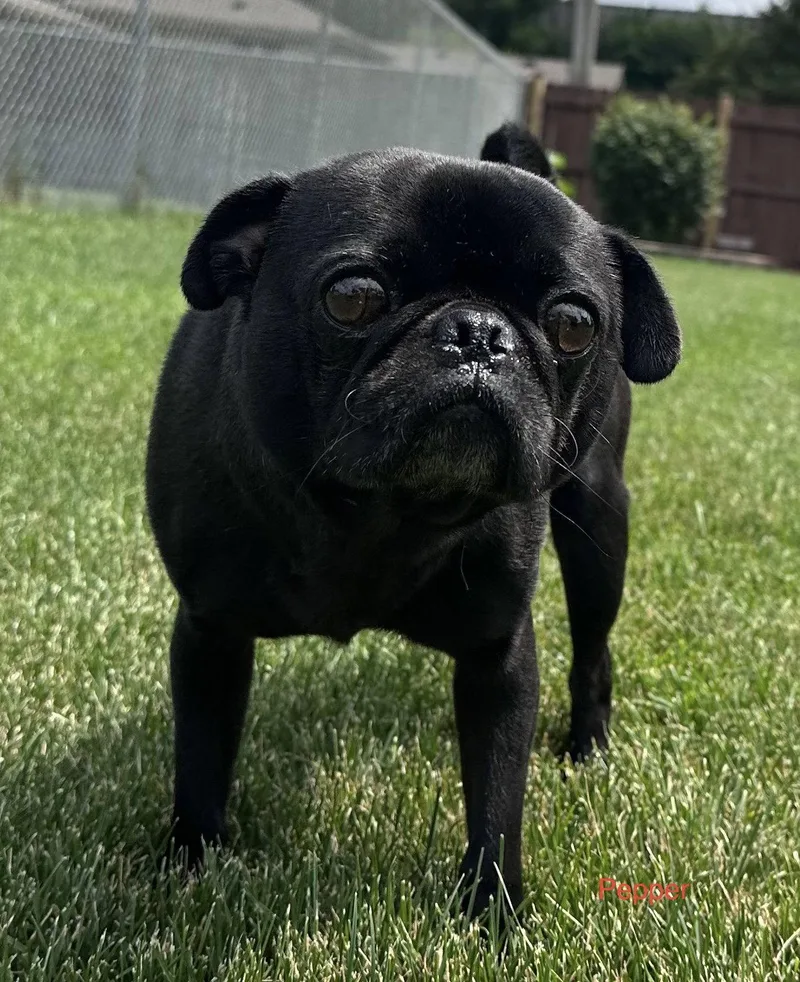 Pepper CA thumbnail 3