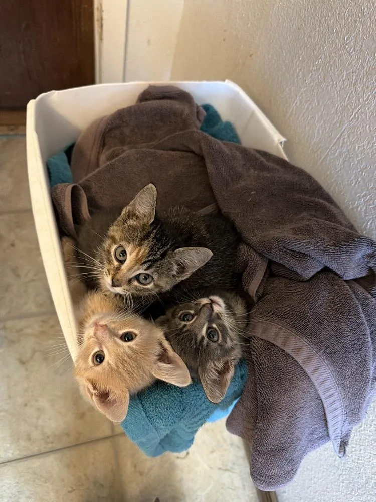 A baby medium-sized female Domestic Short Hair cat named Kiwi for adoption in Lafayette, CO
