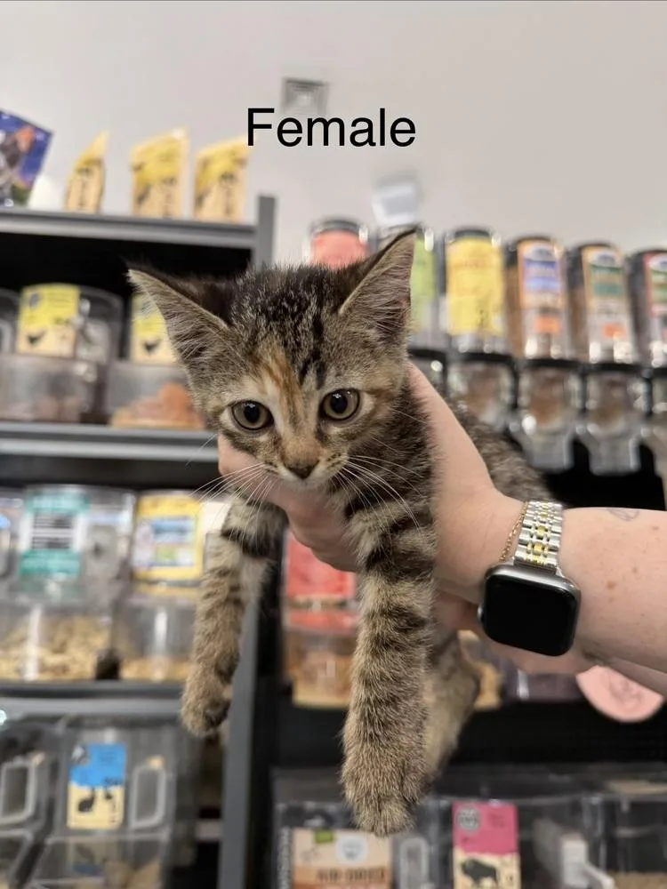 Kiwi thumbnail 3