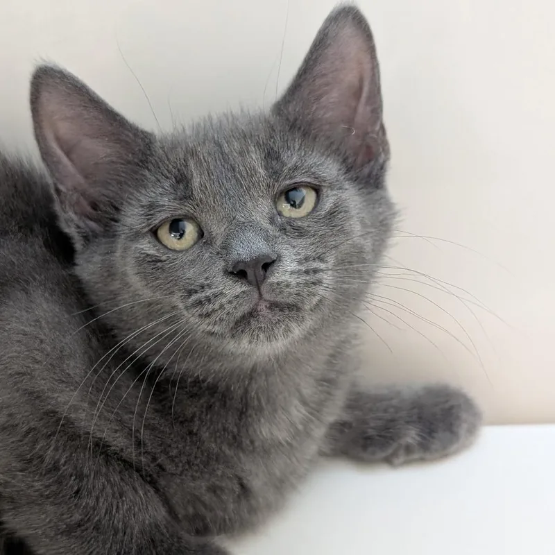 A baby small-sized male Gray / Blue / Silver Domestic Short Hair cat named Poblano for adoption in Watertown, NY