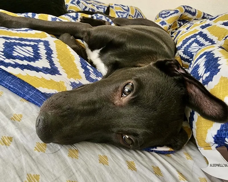 Jett