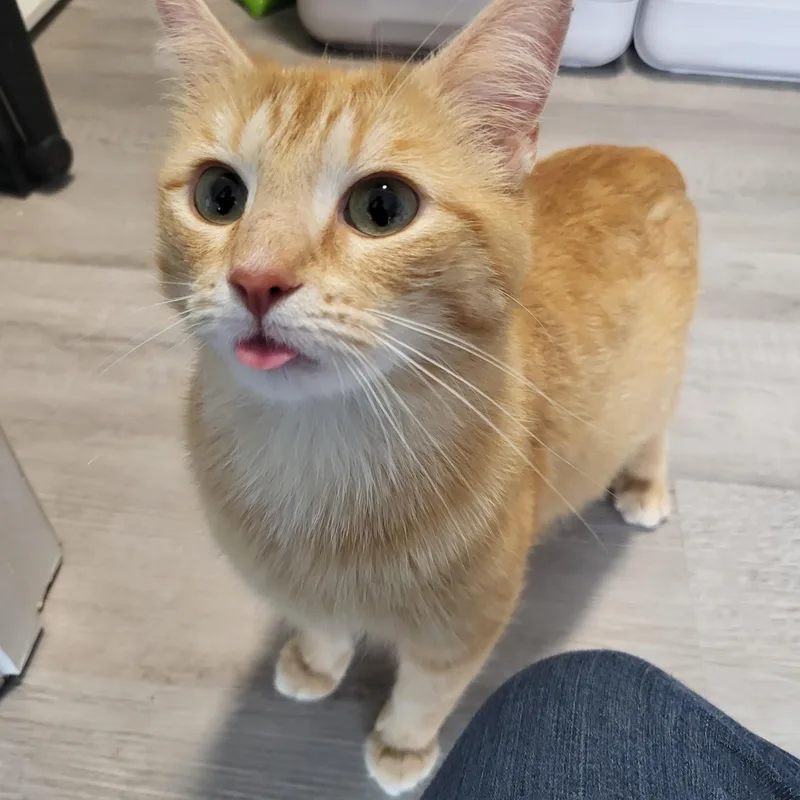 An adult medium-sized female Tabby (Orange / Red) Manx cat named Margarita for adoption in Indianapolis, IN