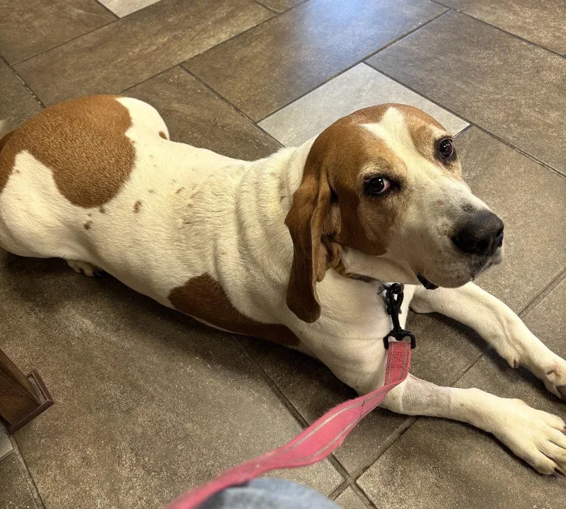 A senior medium-sized female Basset Hound dog named Daisy for adoption in Brookville, OH