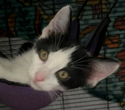A baby medium-sized male Black & White / Tuxedo Domestic Short Hair cat named Fitz for adoption in Battle Creek, MI