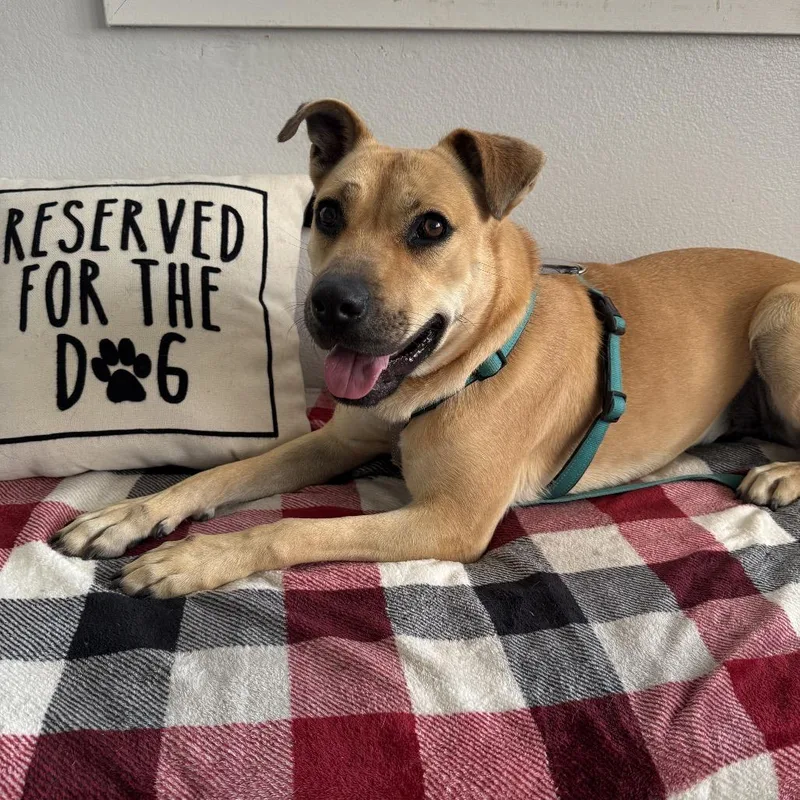 An adult medium-sized female Yellow / Tan / Blond / Fawn German Shepherd Dog dog named Lilac for adoption in Hawthorne, CA