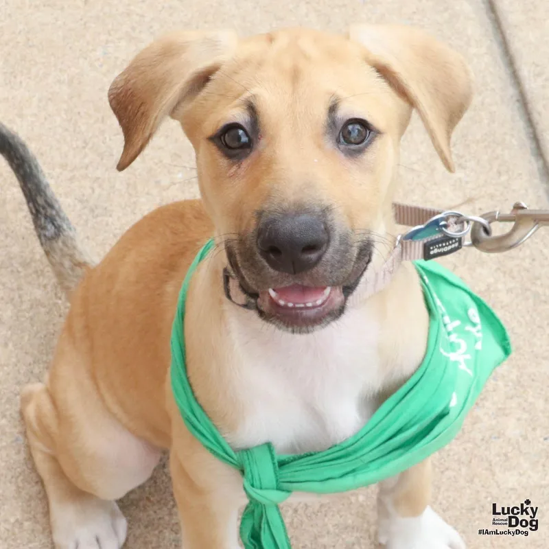 A baby large-sized male Australian Cattle Dog / Blue Heeler dog named Anake for adoption in Washington, DC