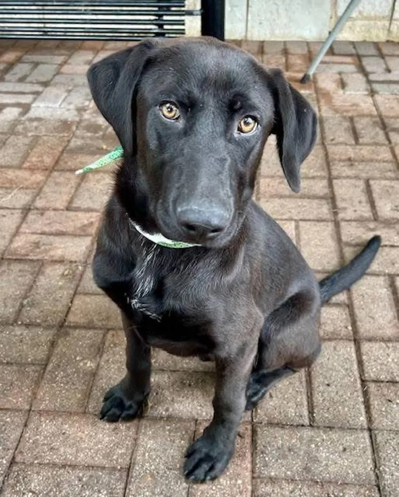 A young large-sized male Black Labrador Retriever dog named Velcro for adoption in Killingworth, CT