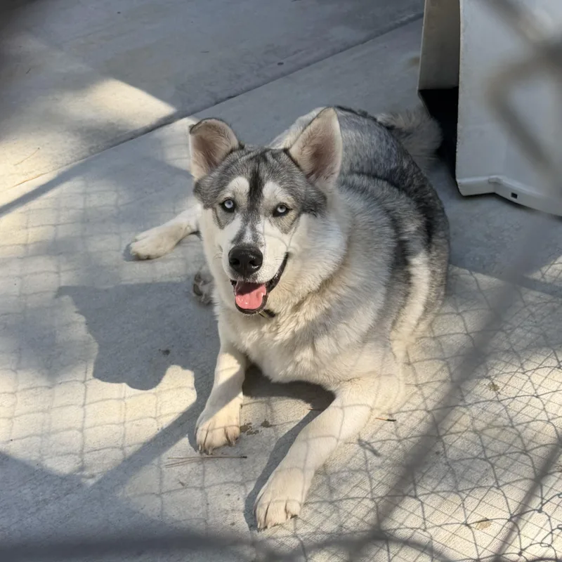 An adult large-sized male Alaskan Malamute dog named Canute for adoption in Pagosa Springs, CO