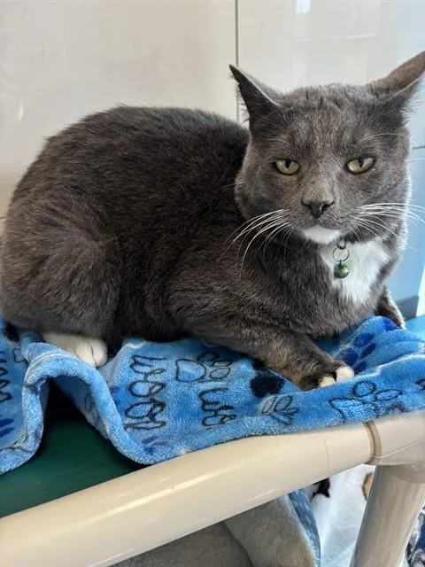 An adult medium-sized male Domestic Short Hair cat named Brooke for adoption in Forney, TX