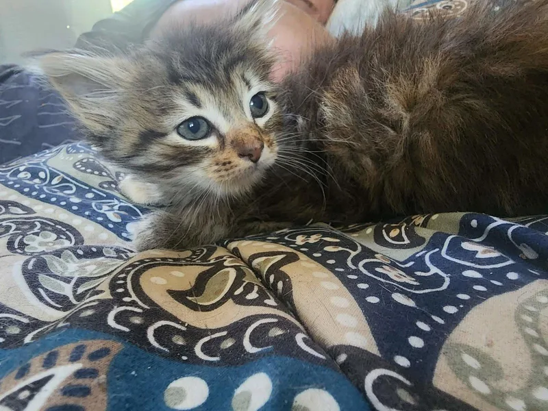 A young medium-sized female Domestic Long Hair cat named Love Shack for adoption in Camden, SC