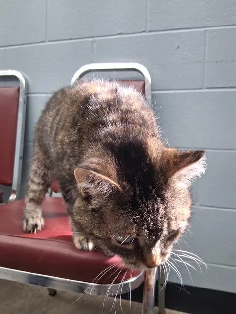 An adult medium-sized female Tabby (Brown / Chocolate) Domestic Short Hair cat named Missy for adoption in Bryan, OH