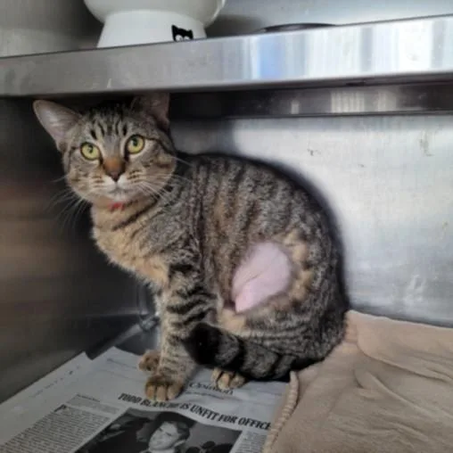 A young medium-sized female Domestic Short Hair cat named Chyna for adoption in Chatsworth, CA