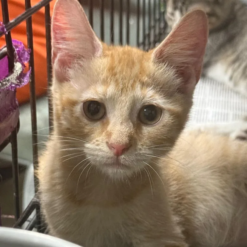 A baby small-sized male Orange / Red Domestic Short Hair cat named Twix for adoption in Deerfield, IL