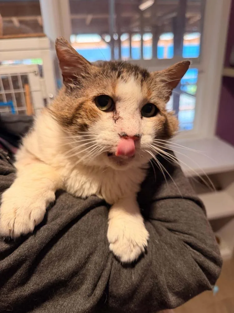 An adult large-sized male Gray & White Domestic Short Hair cat named Callan for adoption in Vancouver, WA