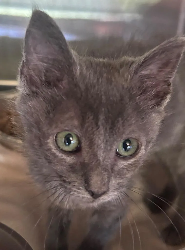 A baby medium-sized male Domestic Short Hair cat named Azure for adoption in Cumming, GA