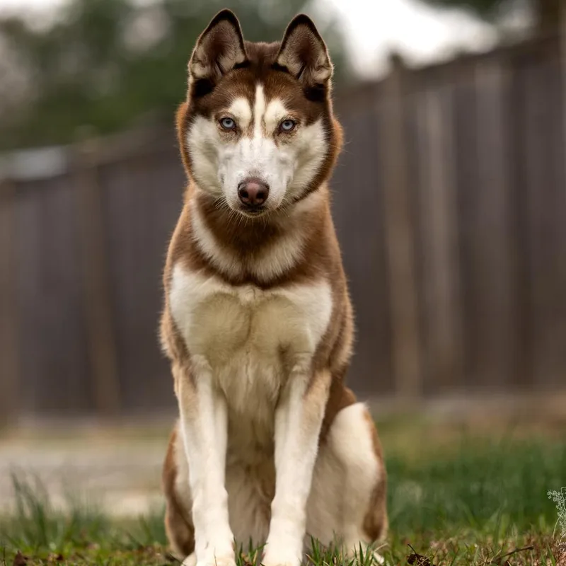 A young medium-sized female Tricolor (Brown, Black, & White) Siberian Husky dog named Lia for adoption in Armonk, NY