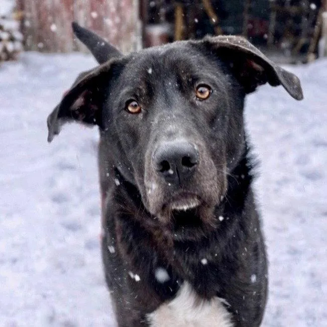 A young large-sized male Labrador Retriever dog named Nugget for adoption in Bloomfield, CT